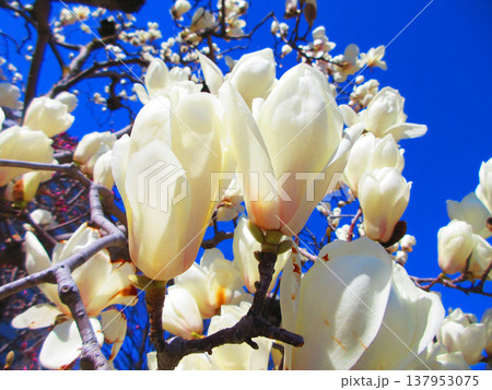 埼玉県川口市のリリアパーク（川口西公園）のハクモクレンと青空の風景（2026年撮影） 137953075