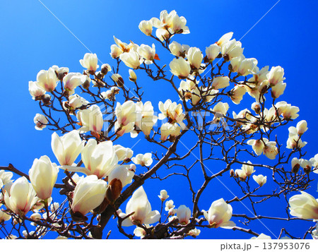 埼玉県川口市のリリアパーク（川口西公園）のハクモクレンと青空の風景（2026年撮影） 137953076