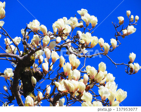 埼玉県川口市のリリアパーク（川口西公園）のハクモクレンと青空の風景（2026年撮影） 137953077