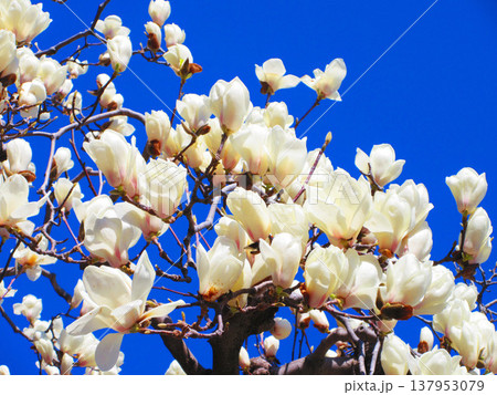 埼玉県川口市のリリアパーク（川口西公園）のハクモクレンと青空の風景（2026年撮影） 137953079