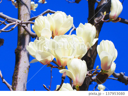 埼玉県川口市のリリアパーク（川口西公園）のハクモクレンと青空の風景（2026年撮影） 137953080