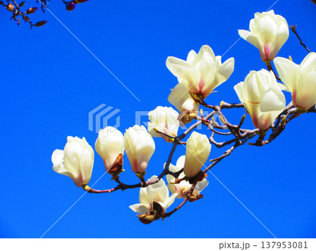 埼玉県川口市のリリアパーク（川口西公園）のハクモクレンと青空の風景（2026年撮影） 137953081