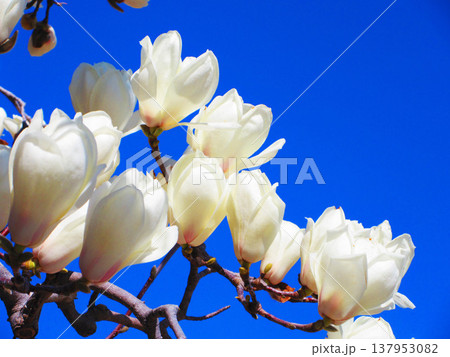 埼玉県川口市のリリアパーク（川口西公園）のハクモクレンと青空の風景（2026年撮影） 137953082