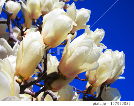 埼玉県川口市のリリアパーク（川口西公園）のハクモクレンと青空の風景（2026年撮影） 137953083