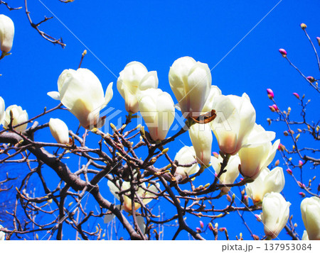 埼玉県川口市のリリアパーク（川口西公園）のハクモクレンと青空の風景（2026年撮影） 137953084