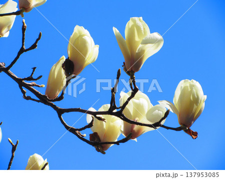 埼玉県川口市のリリアパーク（川口西公園）のハクモクレンと青空の風景（2026年撮影） 137953085