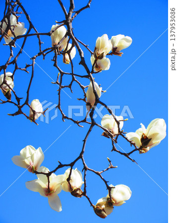 埼玉県川口市のリリアパーク（川口西公園）のハクモクレンと青空の風景（2026年撮影） 137953086