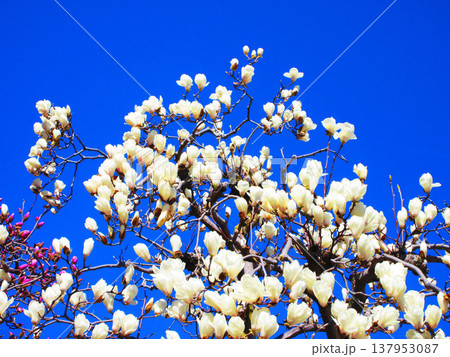 埼玉県川口市のリリアパーク（川口西公園）のハクモクレンと青空の風景（2026年撮影） 137953087