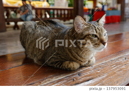 タイ バンコク ワット・パークナムの猫 タイ バンコク ワット・パークナムの猫 137953091