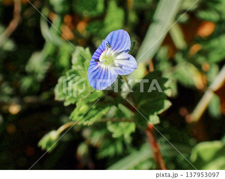 オオバコ科クワガタソウ属オオイヌノフグリの花 オオバコ科クワガタソウ属オオイヌノフグリの花 137953097