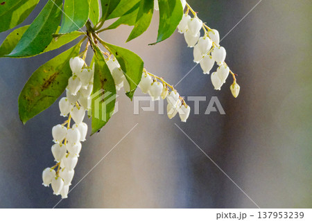 ツツジ科アセビの 開花 ツツジ科アセビの 開花 137953239