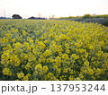 菜の花畑の夜明け 137953244