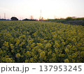 菜の花畑の夜明け 137953245