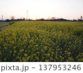 菜の花畑の夜明け 137953246