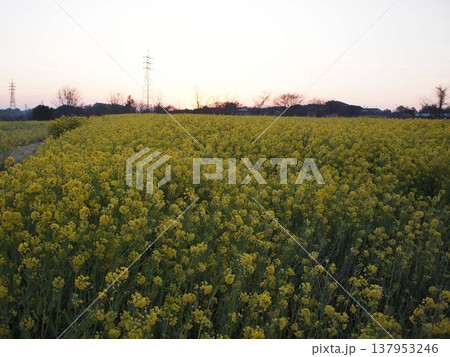 菜の花畑の夜明け 137953246