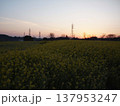 菜の花畑の夜明け 137953247