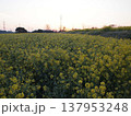 菜の花畑の夜明け 137953248