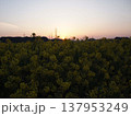 菜の花畑の夜明け 137953249
