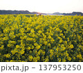 菜の花畑の夜明け 137953250