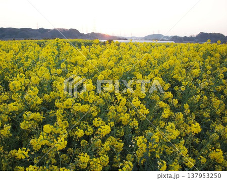 菜の花畑の夜明け 菜の花畑の夜明け 137953250