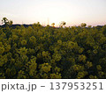 菜の花畑の夜明け 137953251
