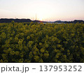 菜の花畑の夜明け 137953252