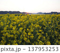 菜の花畑の夜明け 137953253