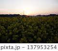 菜の花畑の夜明け 137953254