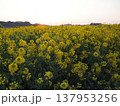 菜の花畑の夜明け 137953256