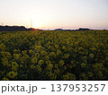 菜の花畑の夜明け 137953257