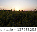 菜の花畑の夜明け 137953258