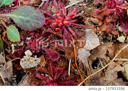 食虫植物モウセンゴケ科トウカイモウセンゴケ 食虫植物モウセンゴケ科トウカイモウセンゴケ 137953386