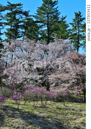 アカヤシオと桜　赤城麓　群馬県前橋市　　　　 137953411