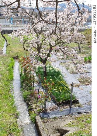 花々に囲まれた畑の景色 137953593