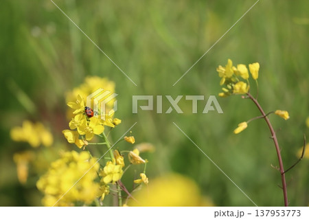 菜の花にとまるナナホシテントウ 137953773
