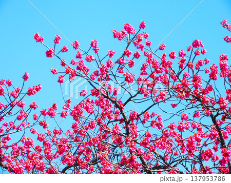埼玉県川口市の密蔵院の寒緋桜と青空の風景 137953786