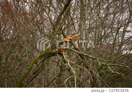 A snapped tree branch covered in green moss within a deciduous forest during the off-season 137953876