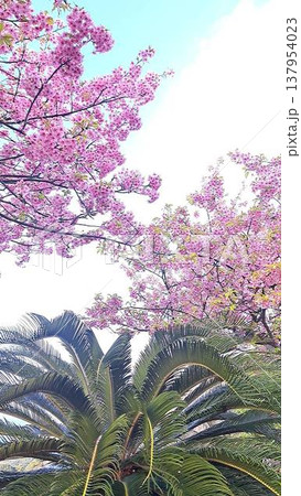 見上げる桜とソテツ 見上げる桜とソテツ 137954023