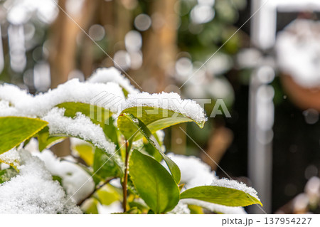 雪をかぶった椿の花 137954227