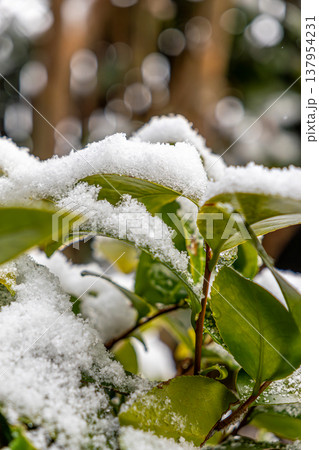 椿の葉に積もった雪 椿の葉に積もった雪 137954231