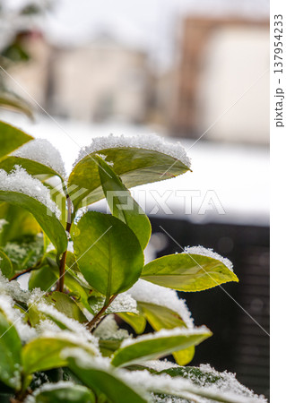 雪をかぶった椿の葉 雪をかぶった椿の葉 137954233