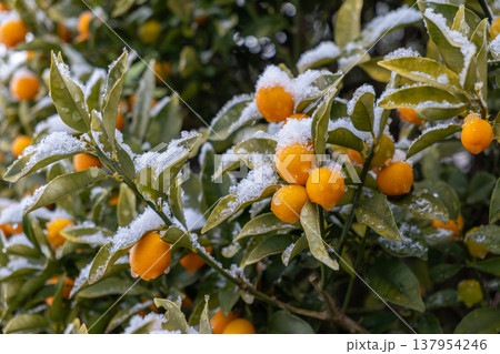 雪をかぶった金柑 雪をかぶった金柑 137954246