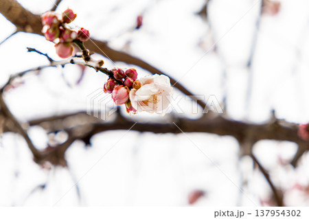 春を告げる梅の花 春を告げる梅の花 137954302