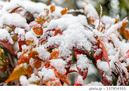 南天の葉に積もった雪 137954303