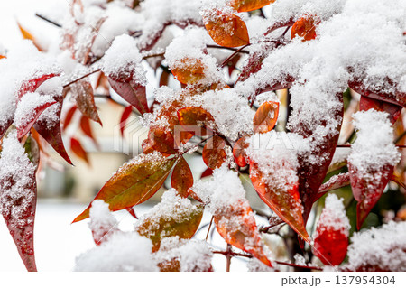 雪が積もった赤い葉 137954304