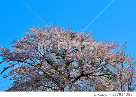 桜　アカヤシオの丘　赤城麓　群馬県前橋市　　　　 137954388