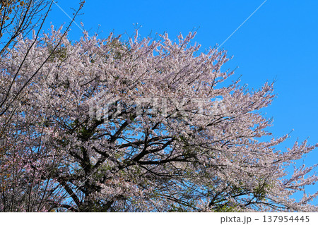 満開の桜 アカヤシオの丘 赤城麓 群馬県前橋市 満開の桜 アカヤシオの丘 赤城麓 群馬県前橋市 137954445