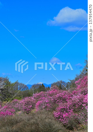 満開のアカヤシオの群生　赤城麓　群馬県前橋市　　　　 137954470
