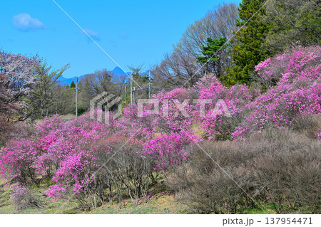 満開のアカヤシオの群生　赤城麓　群馬県前橋市　　　　 137954471
