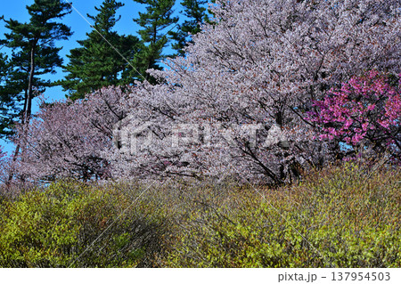 桜　ドウダンツツジ　アカヤシオの丘　赤城麓　群馬県前橋市　　　　 137954503